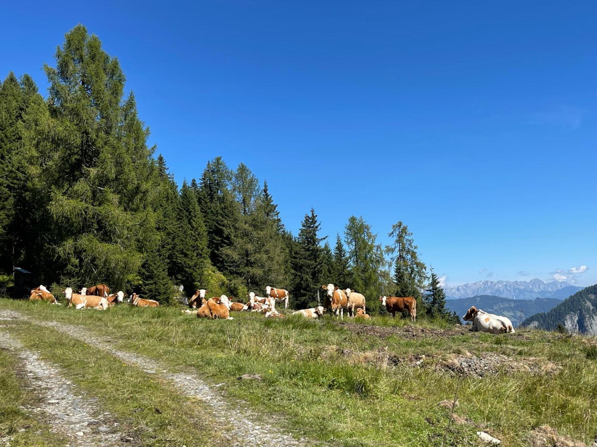 Gaestezimmer Peterbauer Lejlighed Dorfgastein Eksteriør billede