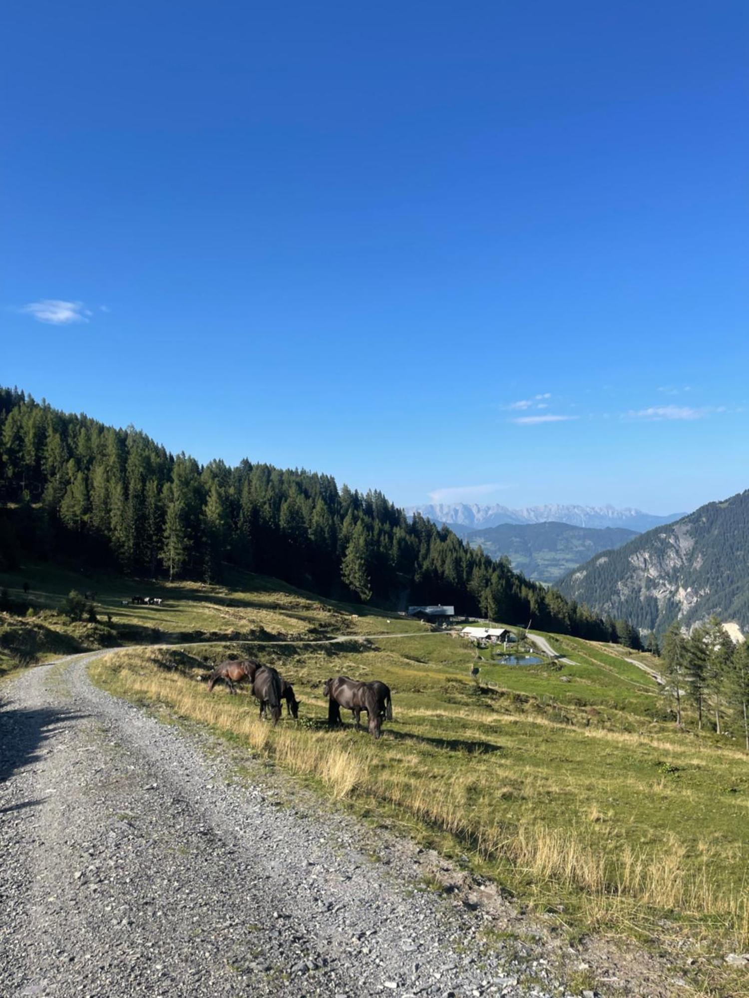 Gaestezimmer Peterbauer Lejlighed Dorfgastein Eksteriør billede